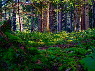 Idyllisch trockener Waldboden im Sommer