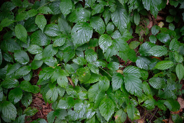 Close-up of Lush Green Undergrowth