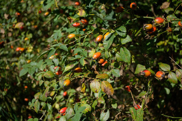 Wild Rose Bush Laden with Berries