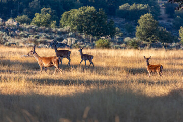 Females and fawns of the common or European red deer. Cervus elaphus. Villardeciervos, Zamora, Castile and Leon, Spain.