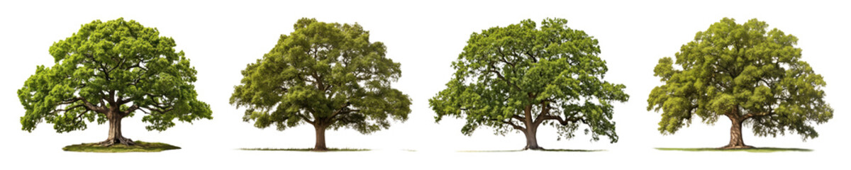 Lush green tree png cut out element set