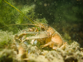 European Crayfish or Astacis astacus closeup macro portrait of living animal and seafood