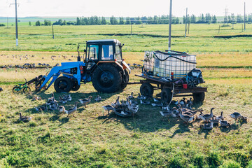 Fototapeta premium Domestic gray geese on a meadow. Gray Geese in the grass, domestic bird, flock of geese