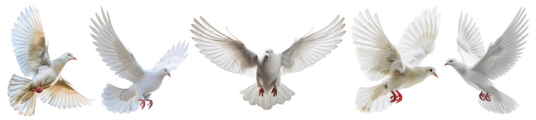 Obraz premium Flying bird png cut out element set