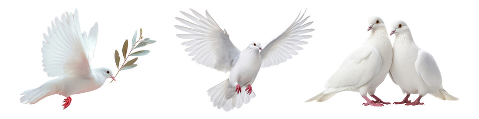 Fototapeta premium Dove bird png cut out element set