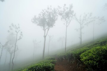 Tea plantation, Coonoor, Nilgiris, Tamil Nadu, India