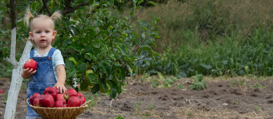 little girl in the garden with a basket of apples. Selective focus