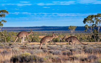 Fototapeta premium Outback Landscape with Kangaroos: Vast Australian Scene with Open Space