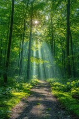 Obraz premium Forest Road Illuminated by Sunrays