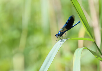 Magnificent dragonfly on a blade of grass, blue dragonfly in the meadow, dragonfly in the sunshine, Demoiselle