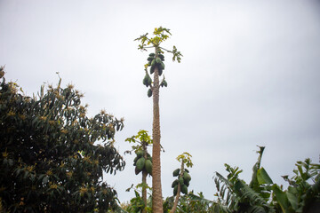 A lush papaya farm on Terceira Island, Azores, Portugal, featuring vibrant green trees and ripe fruits against a scenic backdrop. A stunning example of island agriculture in a unique European setting.