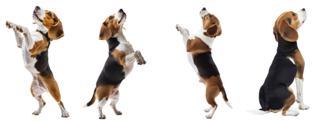 An isolated front view of a cute beagle dog on a white background