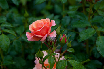 Fototapeta premium Rose