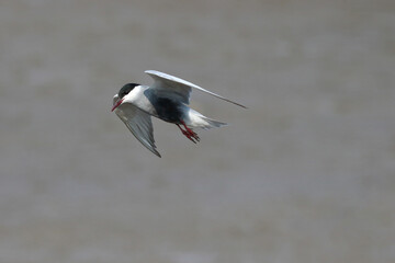 Beautiful Whiskered tern is flying for food on the beach.