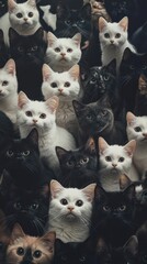 Cute black and white kittens closely gathered together