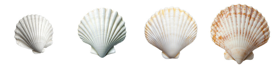 Fototapeta premium An open front view of the white shell on a transparent background