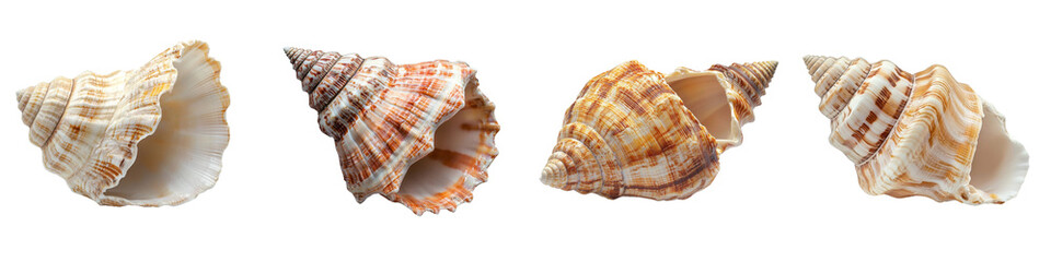 Obraz premium Top view of a Turban Snail on a transparent background, with seashells as the background