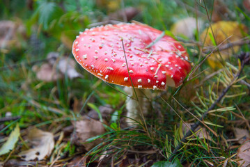 fly agaric mushroom