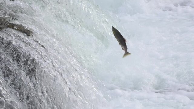 Salmon Jumping Brooks Falls in Alaska