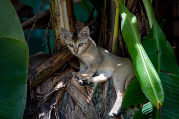 Fototapeta premium Kitten taking a nap under a banana tree - Camera used Sony Alpha 6400 3