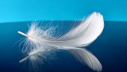 Fototapeta premium white feather on blue background