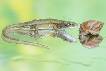 An adulit common sun skink is ready to prey on an escargot. This reptile has the scientific name Mabouya multifasciata.