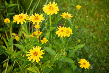 Słoneczniczek, skwarota, heliopsis, Heliopsis © Marcin Łazarczyk