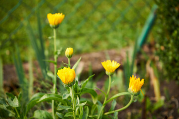 Słoneczniczek, skwarota, heliopsis, Heliopsis © Marcin Łazarczyk