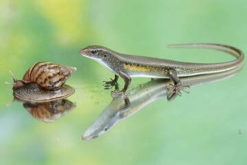 An adulit common sun skink is ready to prey on an escargot. This reptile has the scientific name Mabouya multifasciata.