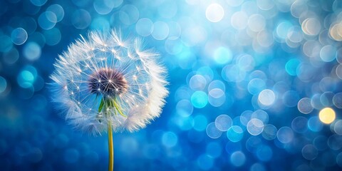 Obraz premium Close-up of a dandelion with soft bokeh light against blue backdrop