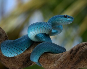 Potrait blue viper snake on branch, viper snake, blue insularis, trimeresurus insularis, 04 September 2024 Indonesia