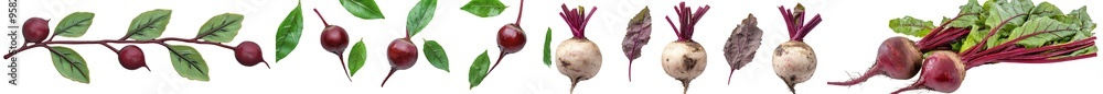 Poster An image of a beetroot in full view on a transparency background