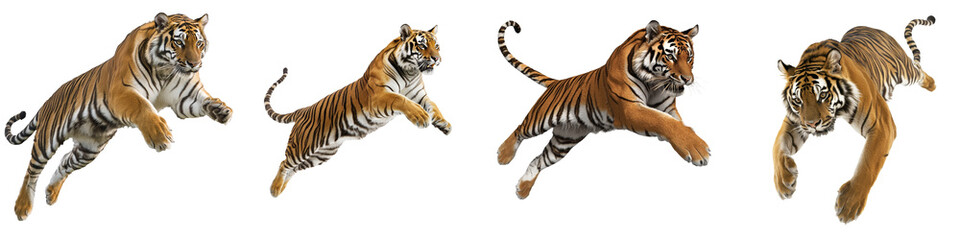 An attack by the royal tiger on a transparency background © Zaleman