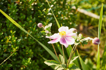 Zawilec japoński, Anemone scabiosa H.Lév. & Vaniot © Marcin Łazarczyk