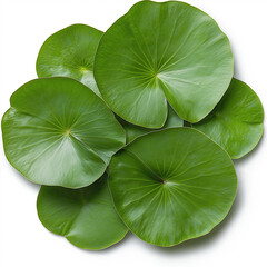 Lilly Pad Isolated