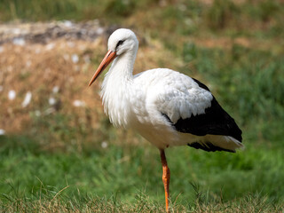 Storch