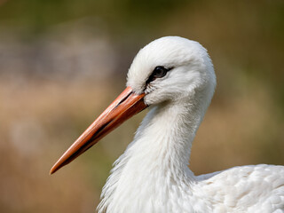 Storch