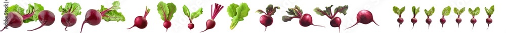 Poster an isolated transparent background is used to illustrate a collection of fresh red beetroot with lea