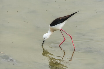 cigueñela común pescando en las aguas tranquilas de la desembocadura del rio