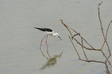 cigue&ntilde;ela com&uacute;n pescando en las aguas tranquilas de la desembocadura del rio