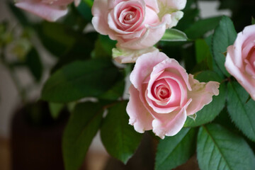 スイートアバランチェ