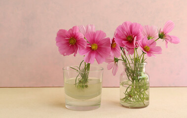 Flowers Cosmos in glass vases. Still life of blooming beautiful flowers Cosmos.