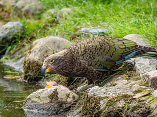 Kea