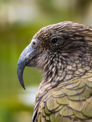 Kea