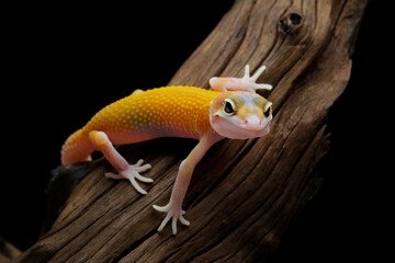 Baby leopard gecko lizard on a wood, eublepharis macularius