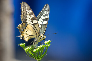 macrofotografia de mariposa posada sobre flor con fondo azul. 