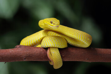 Yellow White-lipped Pit Viper (Trimeresurus insularis)