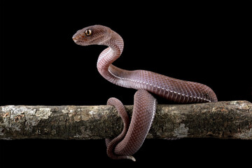 Baby viper snake on branch, trimeresurus purpureomaculatus viperidae