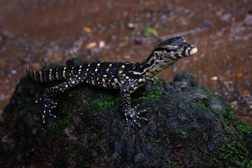 Baby varanus salvator on a rock, black lizard 