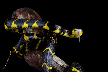 boiga dendrophila yellow ringed, gold ringed snake, indonesia snake